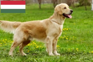 Lire la suite à propos de l’article Golden Retriever éleveurs et chiots en Hongrie