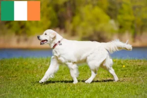 Lire la suite à propos de l’article Éleveurs de Golden Retrievers et chiots en Irlande