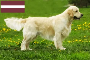 Lire la suite à propos de l’article Golden Retriever éleveurs et chiots en Lettonie