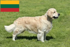 Lire la suite à propos de l’article Golden Retriever éleveurs et chiots en Lituanie