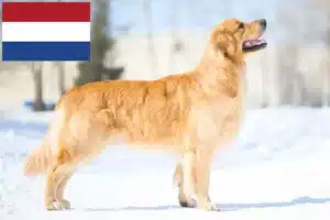 Lire la suite à propos de l’article Golden Retriever éleveurs et chiots aux Pays-Bas