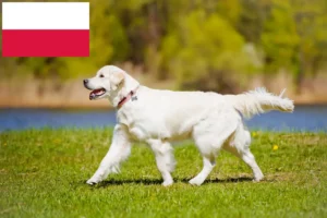 Lire la suite à propos de l’article Golden Retriever éleveurs et chiots en Pologne