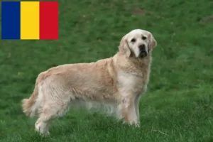 Lire la suite à propos de l’article Golden Retriever éleveurs et chiots en Roumanie