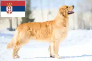 Lire la suite à propos de l’article Golden Retriever éleveurs et chiots en Serbie