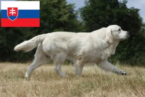 Lire la suite à propos de l’article Golden Retriever éleveurs et chiots en Slovaquie