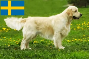 Lire la suite à propos de l’article Golden Retriever éleveurs et chiots en Suède