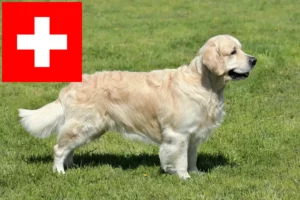 Lire la suite à propos de l’article Eleveurs de Golden Retrievers et chiots en Suisse