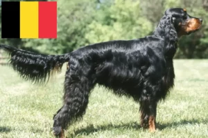 Lire la suite à propos de l’article Éleveurs de setter Gordon et chiots en Belgique