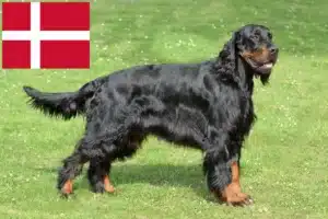 Lire la suite à propos de l’article Éleveurs de setter Gordon et chiots au Danemark