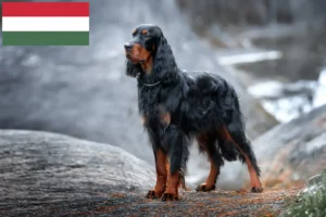 Lire la suite à propos de l’article Éleveurs de setter Gordon et chiots en Hongrie