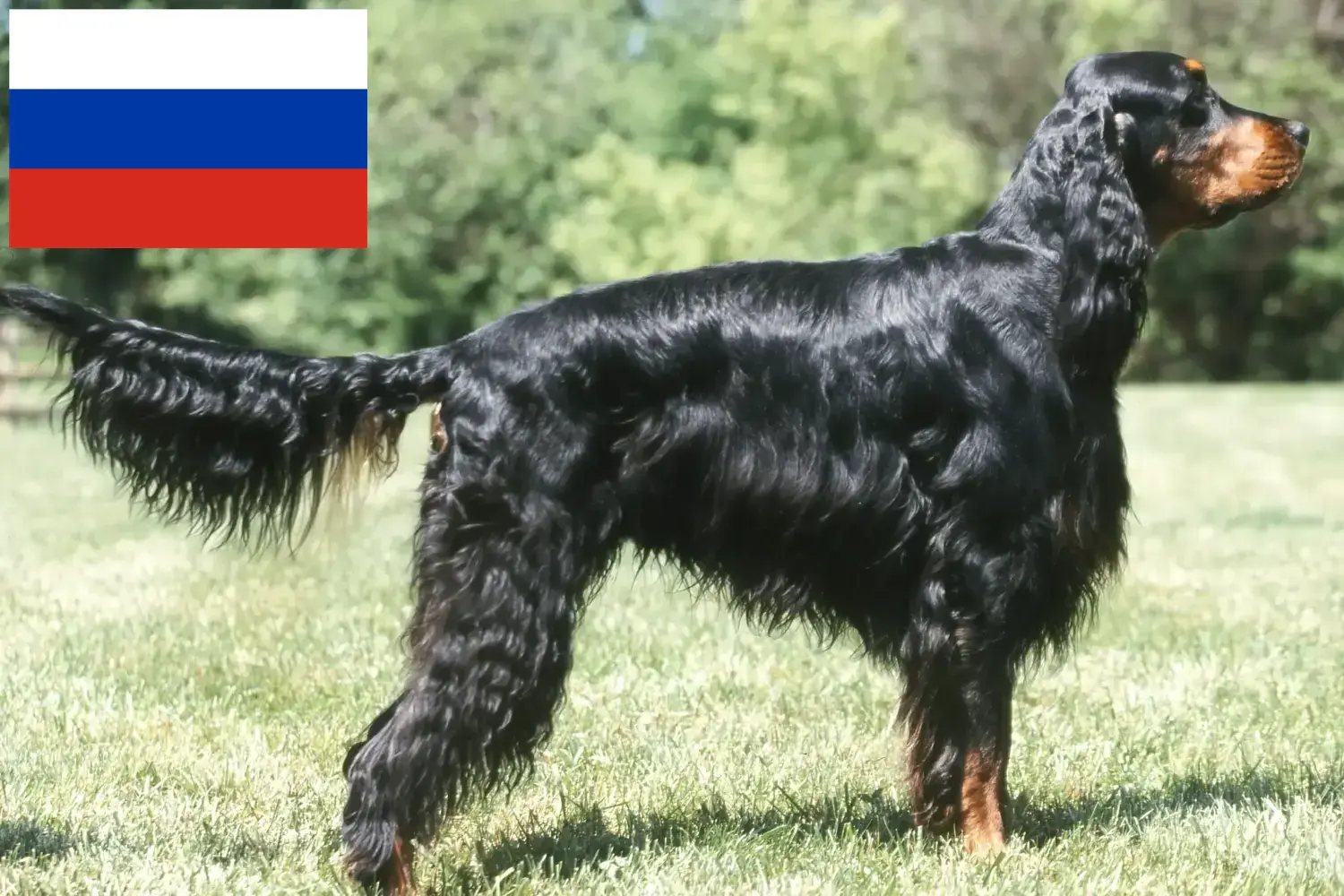 Gordon Setter chiots et éleveurs Russie Ici, tu trouveras des éleveurs de setter Gordon en Russie.