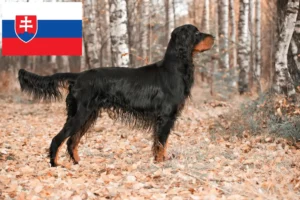 Lire la suite à propos de l’article Éleveurs de setter Gordon et chiots en Slovaquie