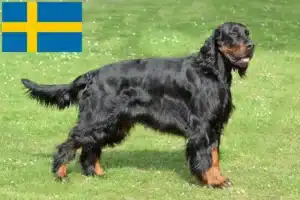 Lire la suite à propos de l’article Éleveurs de setter Gordon et chiots en Suède