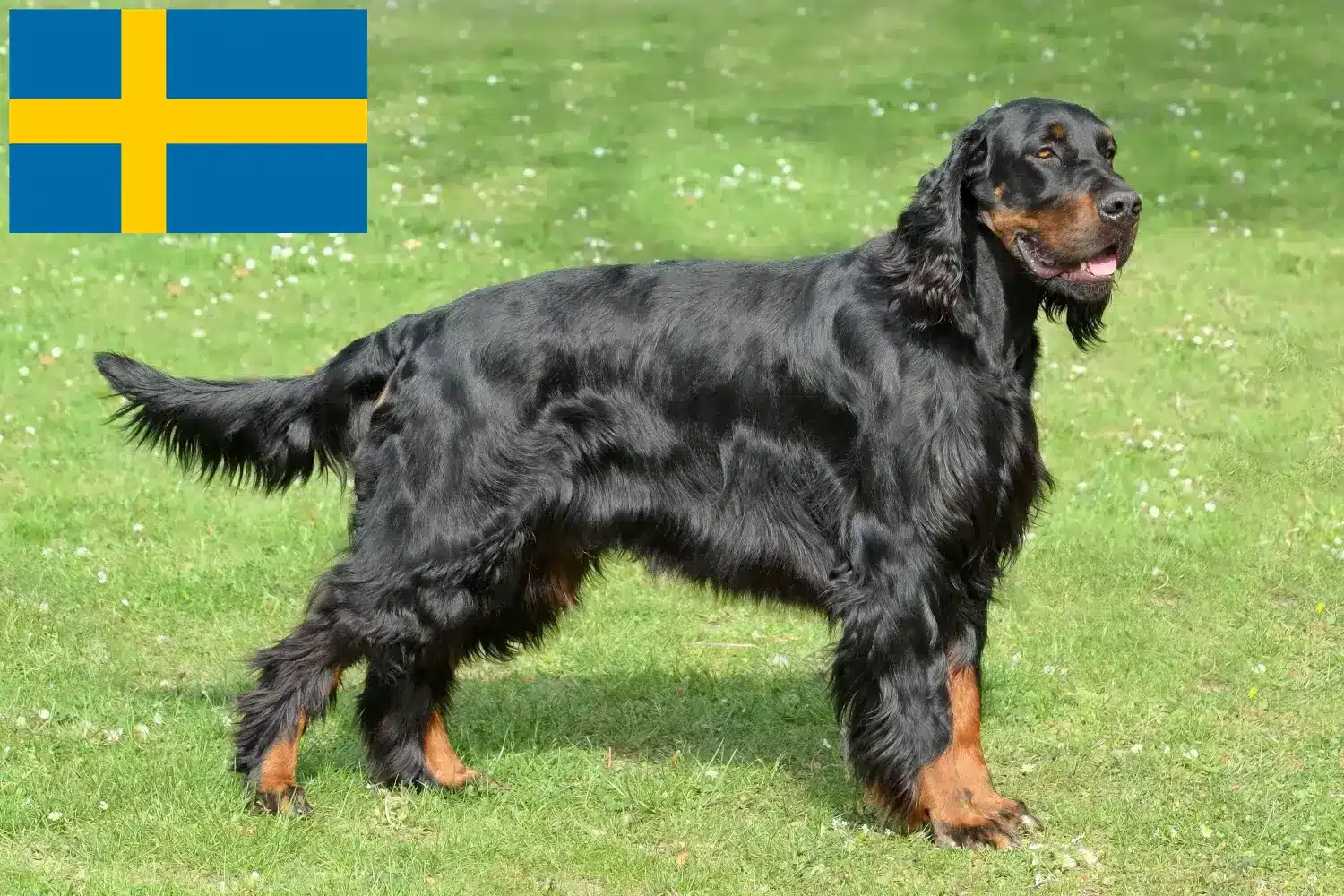 Gordon Setter chiots et éleveurs Suède Ici, tu trouveras des éleveurs de setter Gordon en Suède.