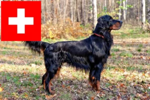 Lire la suite à propos de l’article Éleveurs de setter Gordon et chiots en Suisse