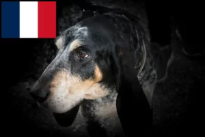 Lire la suite à propos de l’article Grand Bleu de Gascogne Éleveurs et chiots en France