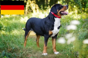 Lire la suite à propos de l’article Grand bouvier suisse éleveur et chiots en Allemagne
