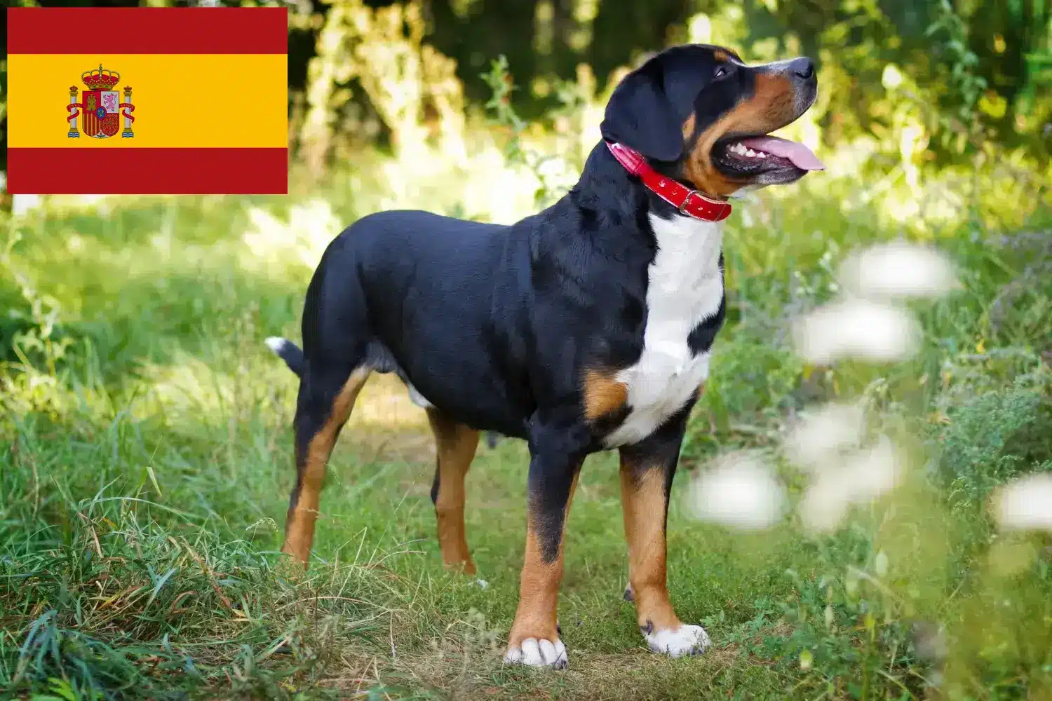 Grand bouvier suisse chiots et éleveurs Espagne Ici, tu trouveras des éleveurs de Grands chiens de montagne suisses en Espagne.