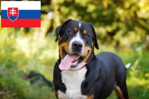 Lire la suite à propos de l’article Grand bouvier suisse éleveur et chiots en Slovaquie