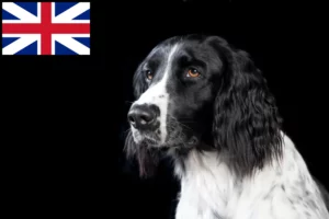 Lire la suite à propos de l’article Grand Münsterländer éleveur et chiots en Grande-Bretagne