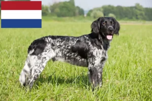 Lire la suite à propos de l’article Grand Münsterländer éleveur et chiots aux Pays-Bas