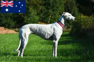 Lire la suite à propos de l’article Éleveurs de Greyhounds et chiots en Australie