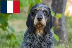 Lire la suite à propos de l’article Griffon Bleu de Gascogne Éleveurs et chiots en France