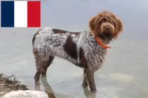 Lire la suite à propos de l’article Griffon d’arrêt à poil dur Éleveurs et chiots en France