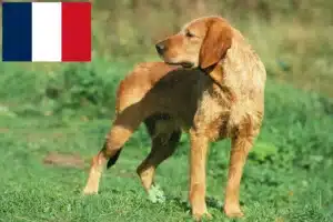 Lire la suite à propos de l’article Griffon Fauve de Bretagne Éleveurs et chiots en France