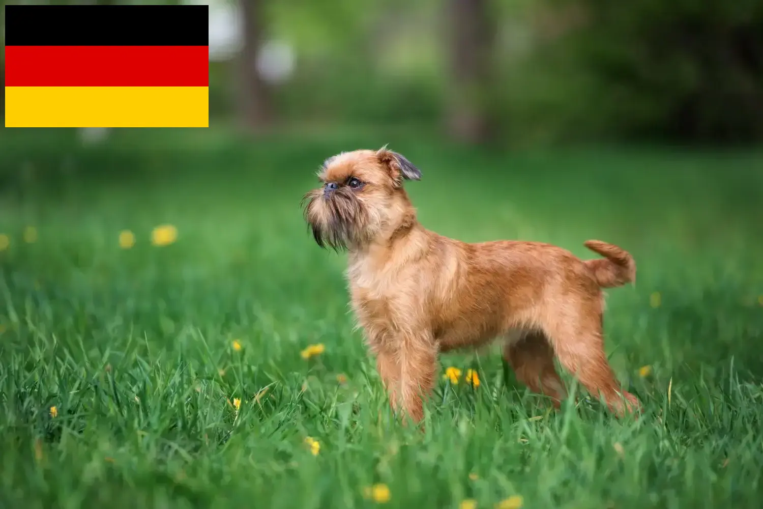 Griffon nain belge chiots et éleveurs Allemagne Ici, tu trouveras des éleveurs de griffons nains belges en Allemagne.