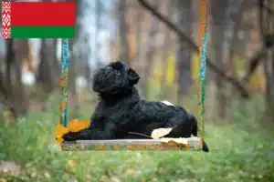 Lire la suite à propos de l’article Éleveurs de Griffons nains belges et chiots en Biélorussie