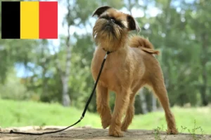 Lire la suite à propos de l’article Éleveurs de Griffons nains belges et chiots en Belgique