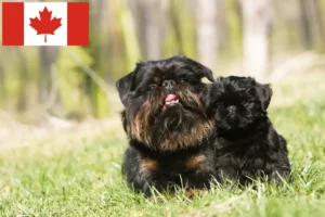 Lire la suite à propos de l’article Éleveurs de griffons nains belges et chiots au Canada