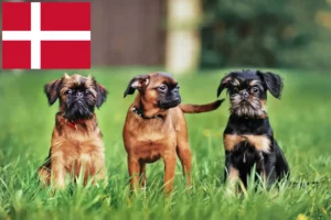 Lire la suite à propos de l’article Éleveurs de Griffons nains belges et chiots au Danemark
