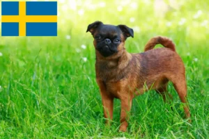 Lire la suite à propos de l’article Éleveurs de Griffons nains belges et chiots en Suède