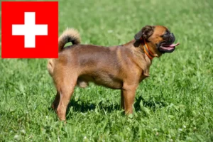 Lire la suite à propos de l’article Éleveurs de Griffons nains belges et chiots en Suisse