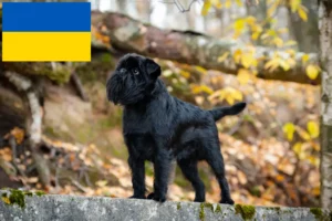 Lire la suite à propos de l’article Éleveurs de Griffons nains belges et chiots en Ukraine