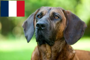 Lire la suite à propos de l’article Éleveurs de chiens suiveurs hanovriens et chiots en France