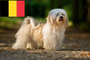 Lire la suite à propos de l’article Éleveurs de havanais et chiots en Belgique