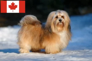 Lire la suite à propos de l’article Éleveurs de havanais et chiots au Canada