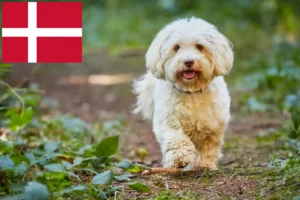 Lire la suite à propos de l’article Éleveurs de havanais et chiots au Danemark