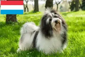 Lire la suite à propos de l’article Éleveurs de havanais et chiots au Luxembourg