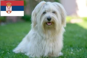 Lire la suite à propos de l’article Éleveurs de havanais et chiots en Serbie