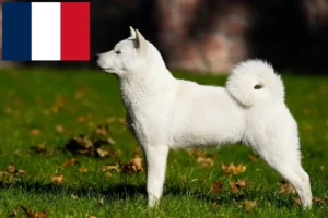 Lire la suite à propos de l’article Éleveurs de Hokkaido et chiots en France