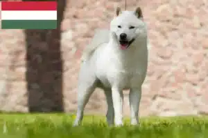 Lire la suite à propos de l’article Éleveurs de Hokkaido et chiots en Hongrie