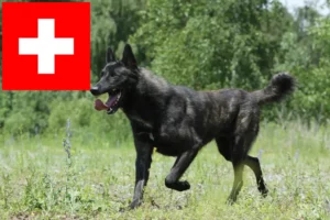 Lire la suite à propos de l’article Hollandse Herdershond éleveurs et chiots en Suisse