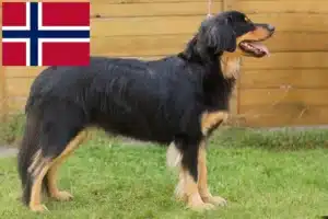 Lire la suite à propos de l’article Éleveurs de Hovawart et chiots en Norvège