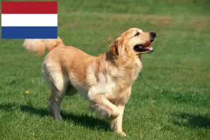 Lire la suite à propos de l’article Eleveurs de Hovawart et chiots aux Pays-Bas