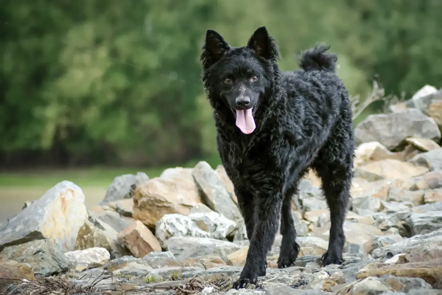 Hrvatski ovčar Chiots et éleveurs Ici, tu trouveras des éleveurs de Hrvatski ovčars près de chez toi.
