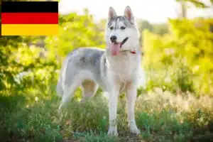 Lire la suite à propos de l’article Éleveurs de Husky et chiots en Allemagne